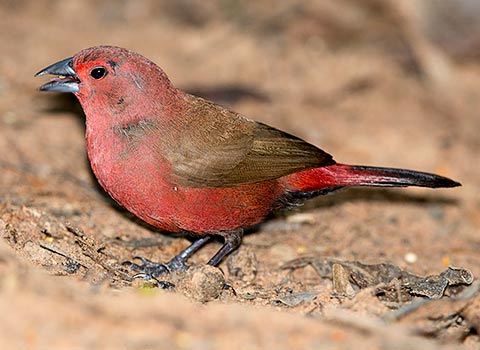 Jamesons Firefinch male